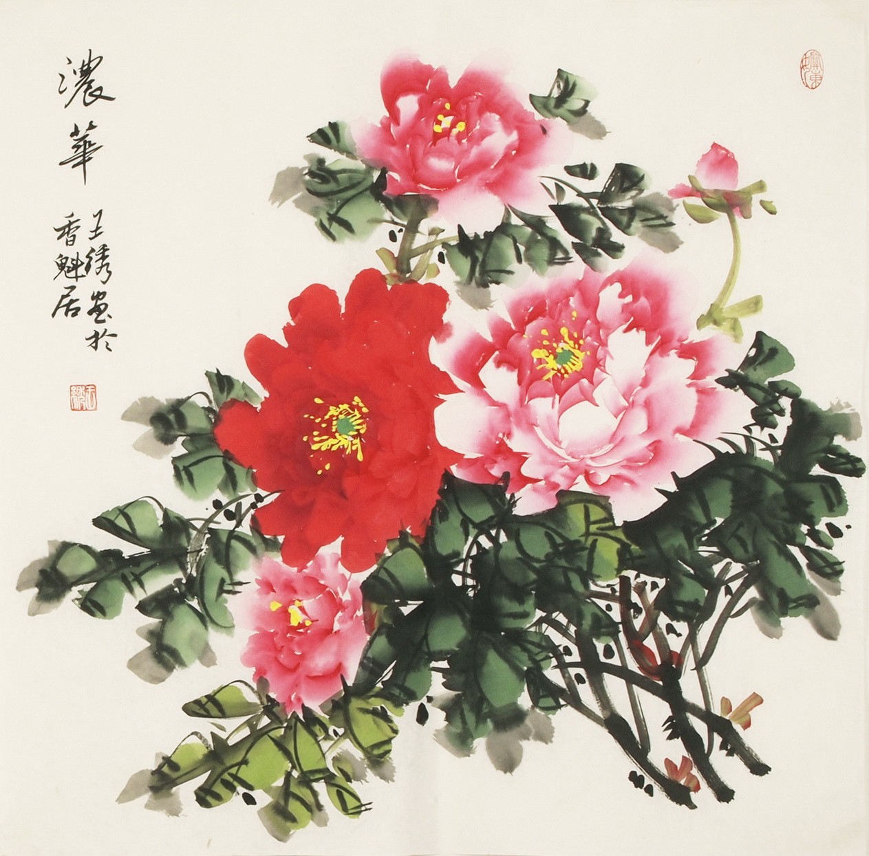 Peony - CNAG005619