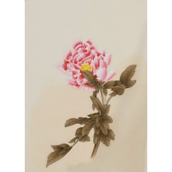 Peony - CNAG006457