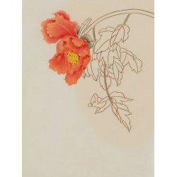 Peony - CNAG006476