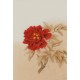 Peony - CNAG006480