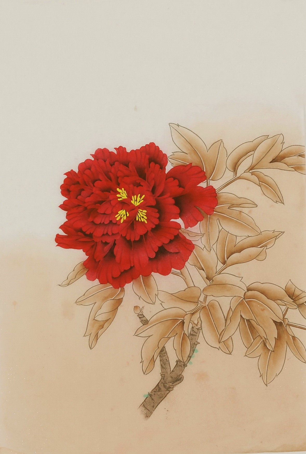 Peony - CNAG006480