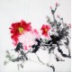 Chinese Peony Painting - CNAG009060